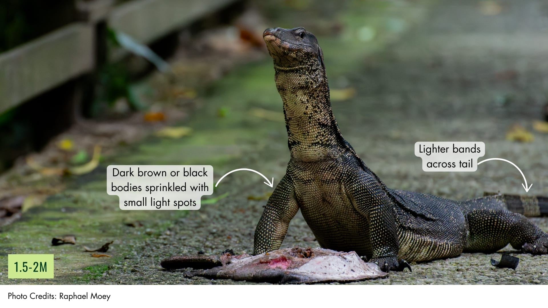 Malayan Water Monitor